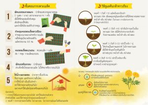 003-Toyotaดาวเรือง-3